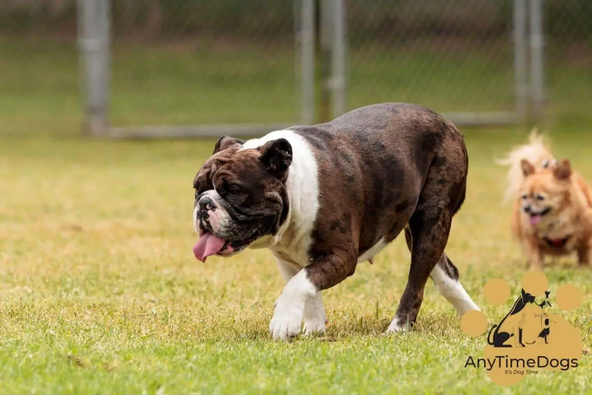 can poodles be brindle