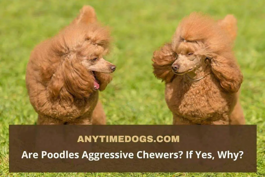 Are Poodles Aggressive Chewers? If Yes, Why?