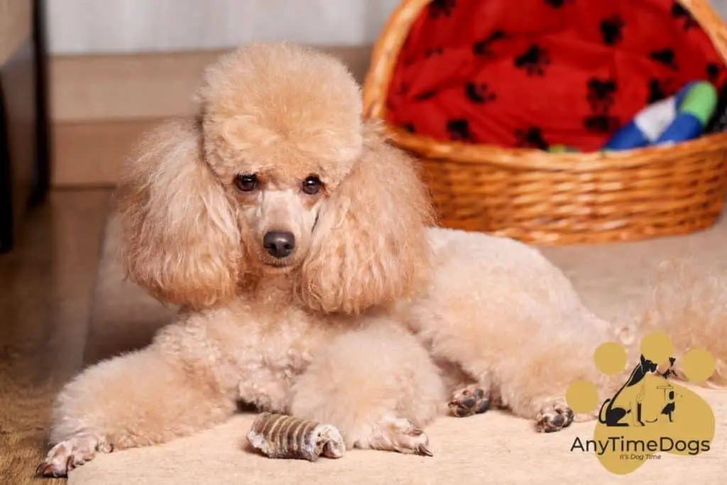 Are poodles prone to dry skin