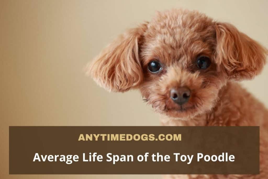 Average Lifespan of Toy Poodle: How To Take Care For ...