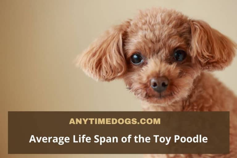 Average Lifespan of Toy Poodle How To Take Care For Increase Lifespan