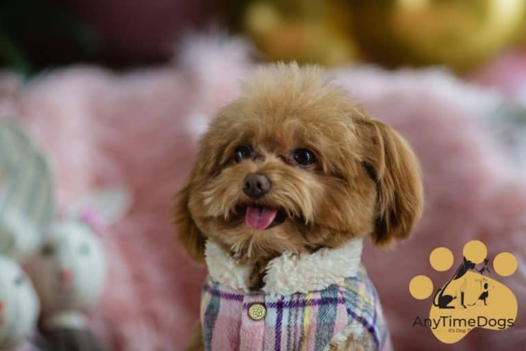 How Long Do Teacup Poodles Live? AnyTimeDogs