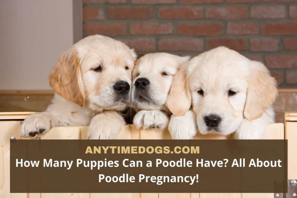 How Many Puppies Can a Poodle Have