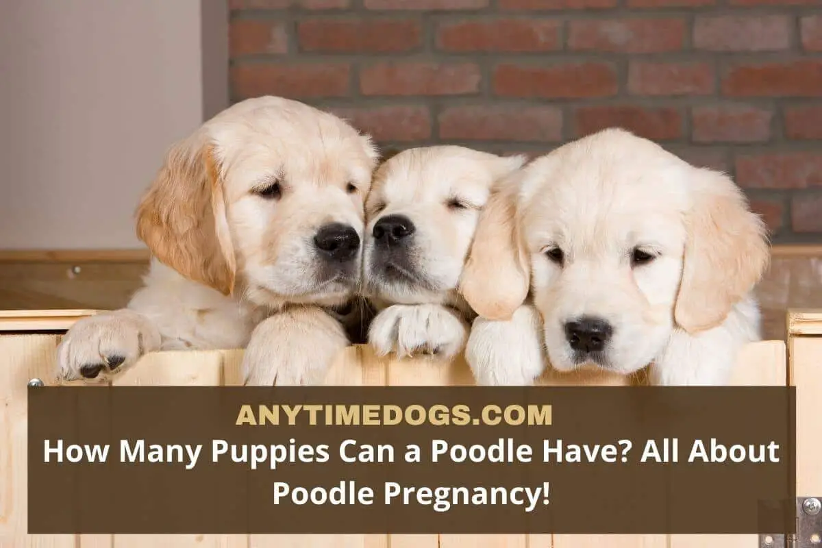 how many puppies in a litter of toy poodles