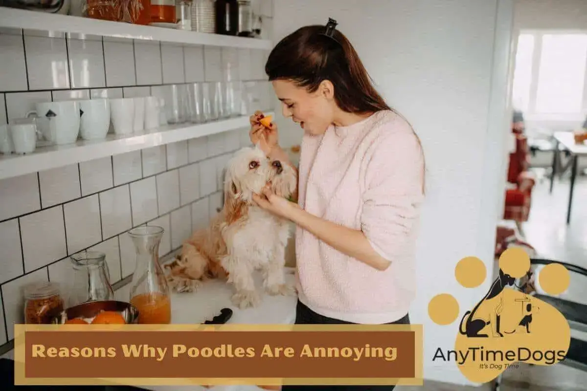 are poodles nasty dogs