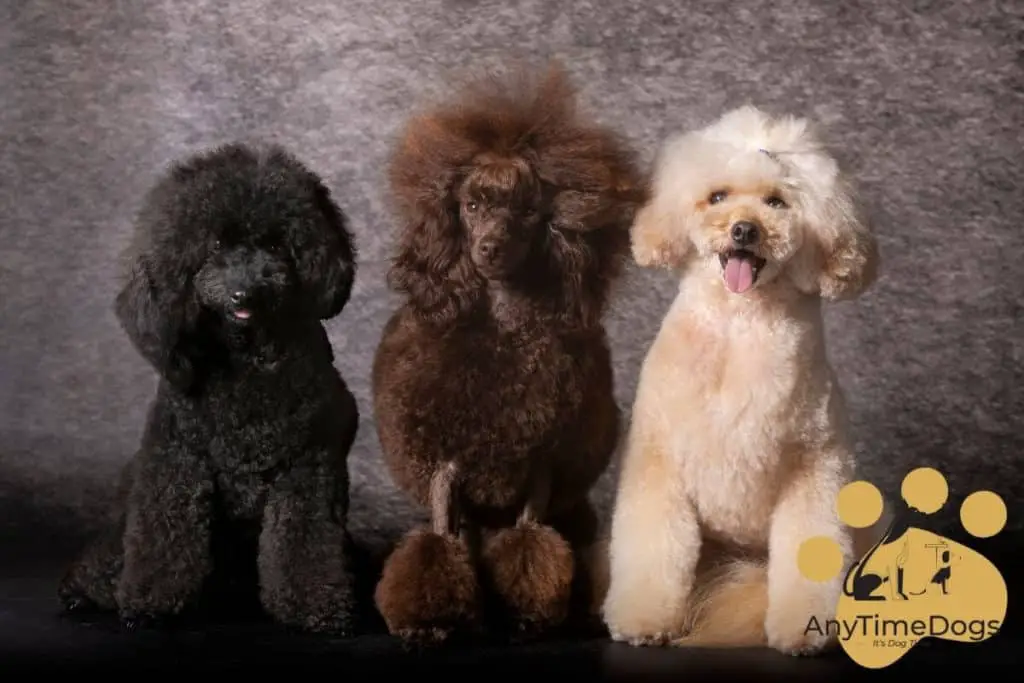 What color poodle is the smartest