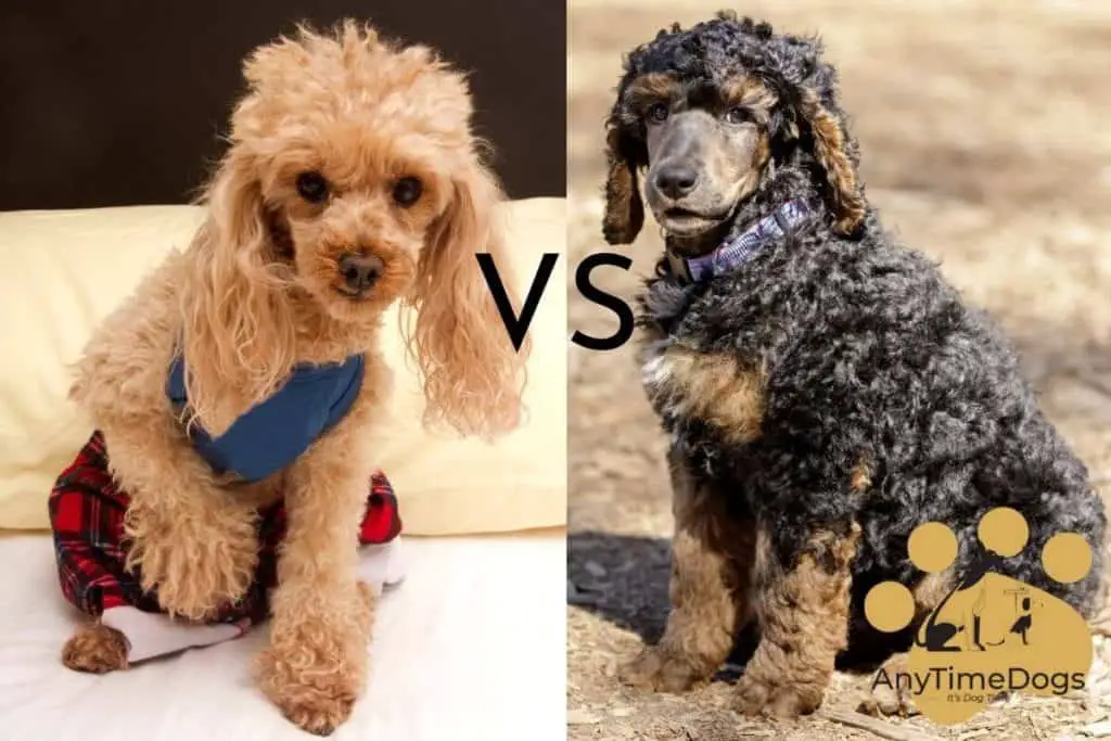 What is the difference between a parti Poodle and a phantom Poodle?