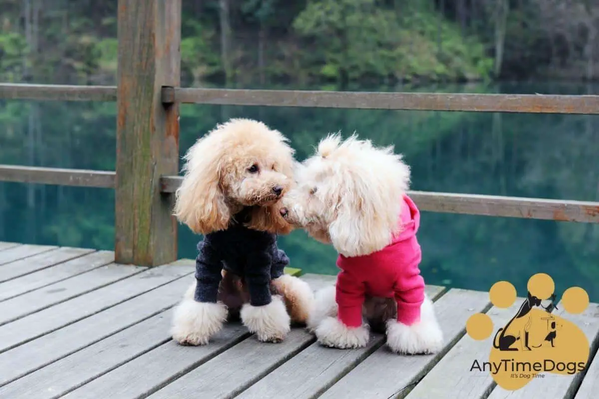 can-poodles-talk-here-is-the-right-answer-anytimedogs