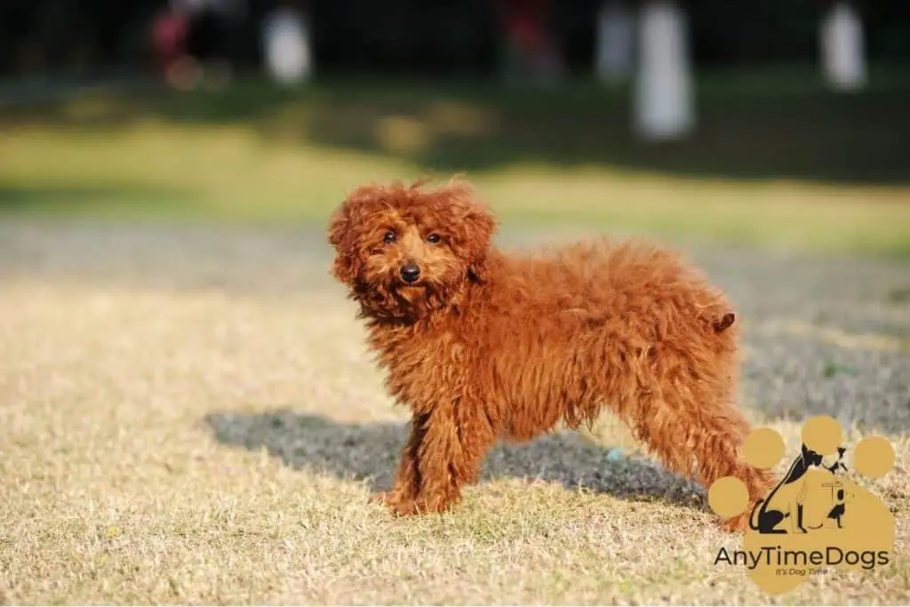 Are poodles used as military dogs