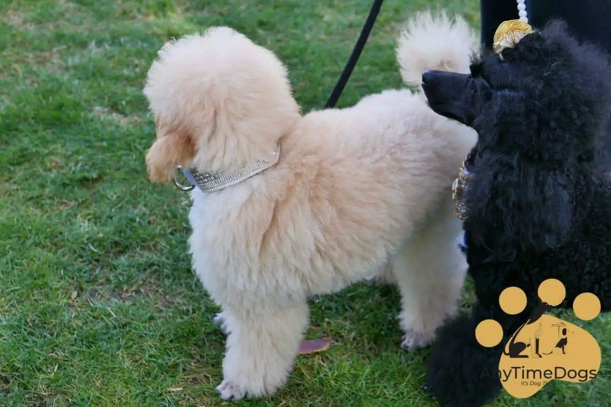 How to entertain a standard poodle