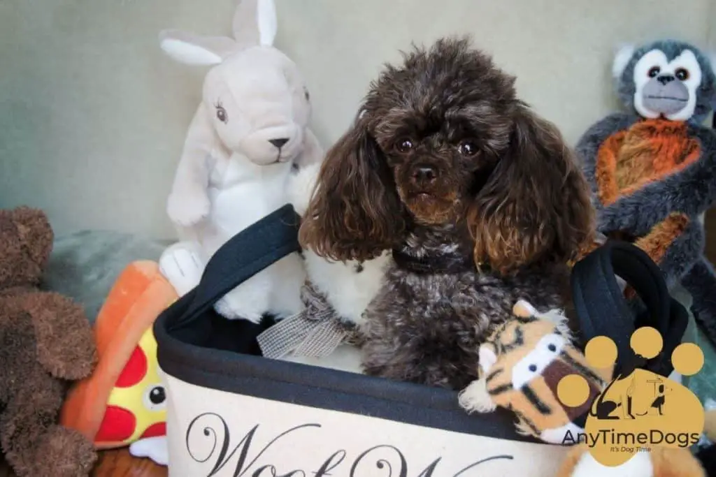 How to potty train a toy poodle