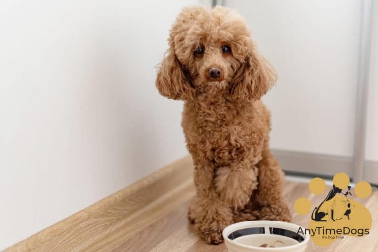 What is the best wet food for poodles
