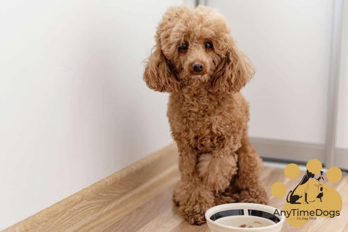 What Is The Best Wet Food For Poodles? AnyTimeDogs