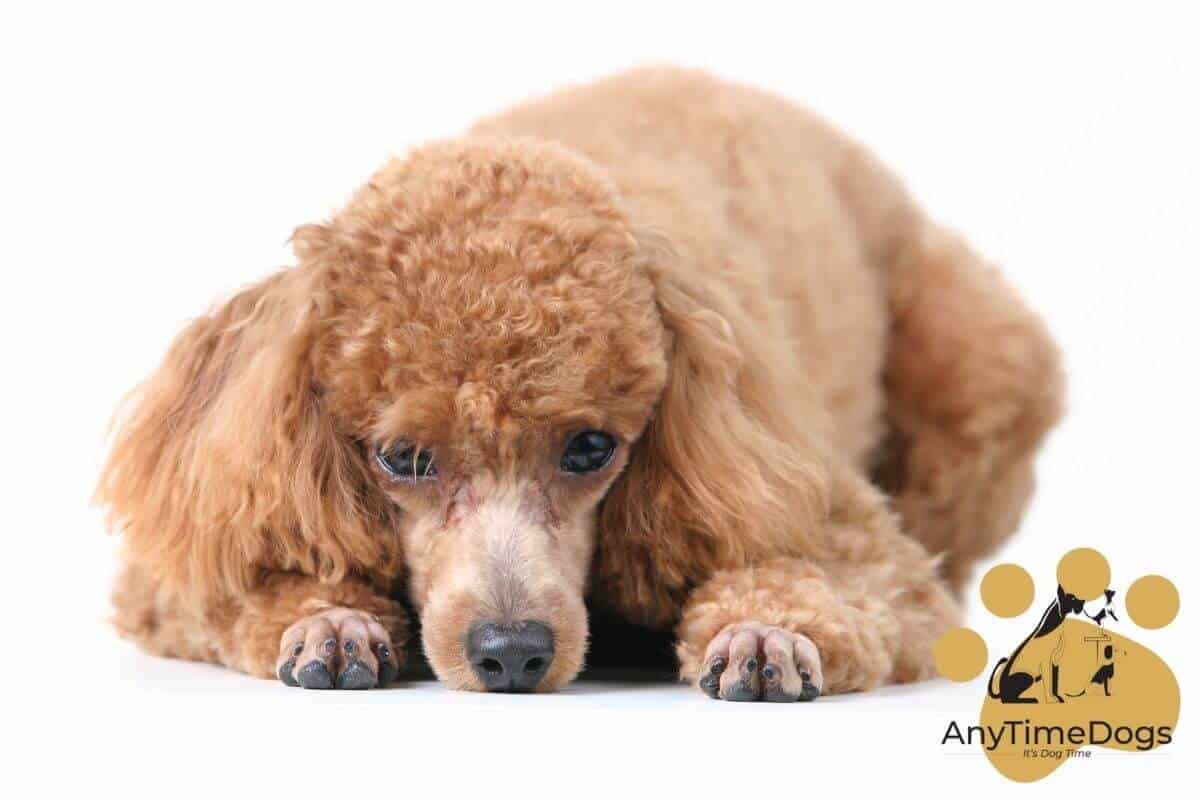 How warm is too warm for your poodle? AnyTimeDogs