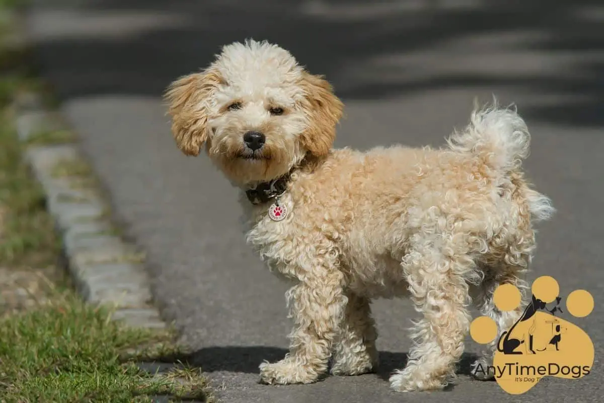 How Much Does a Cavapoo Weigh