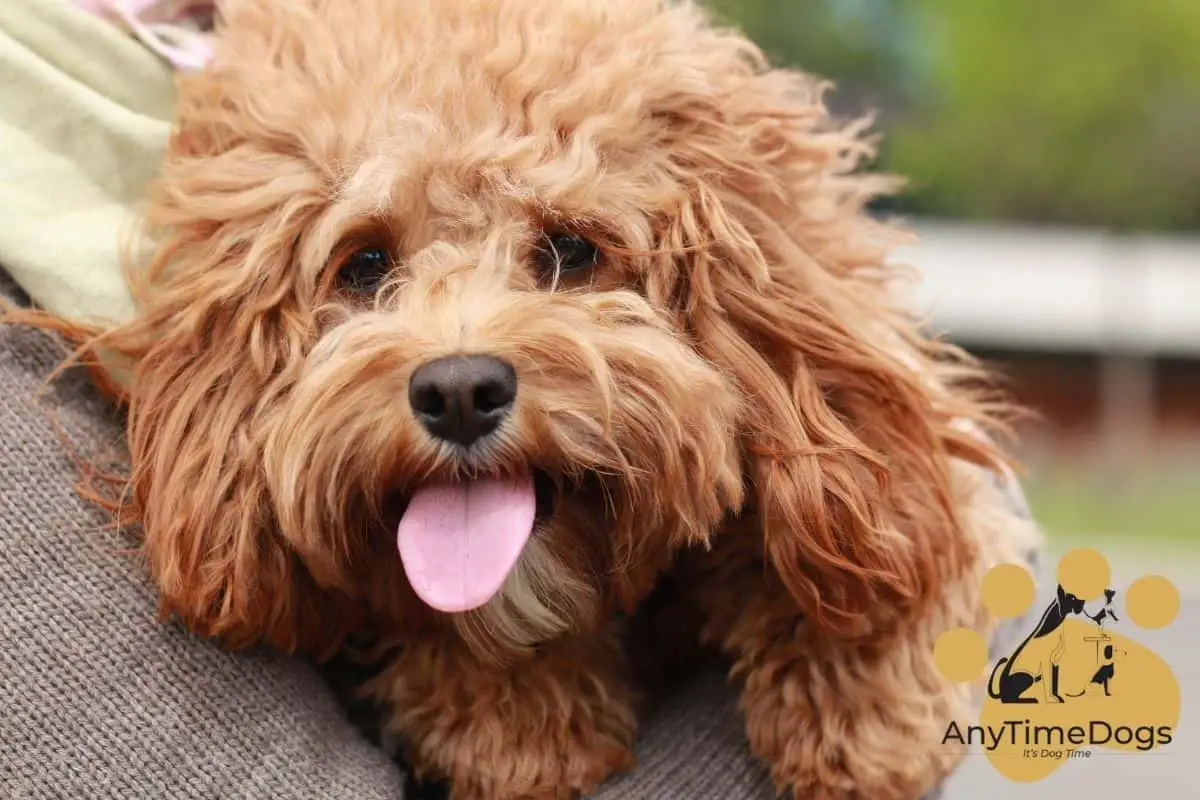 Should You Brush a Cavapoo?